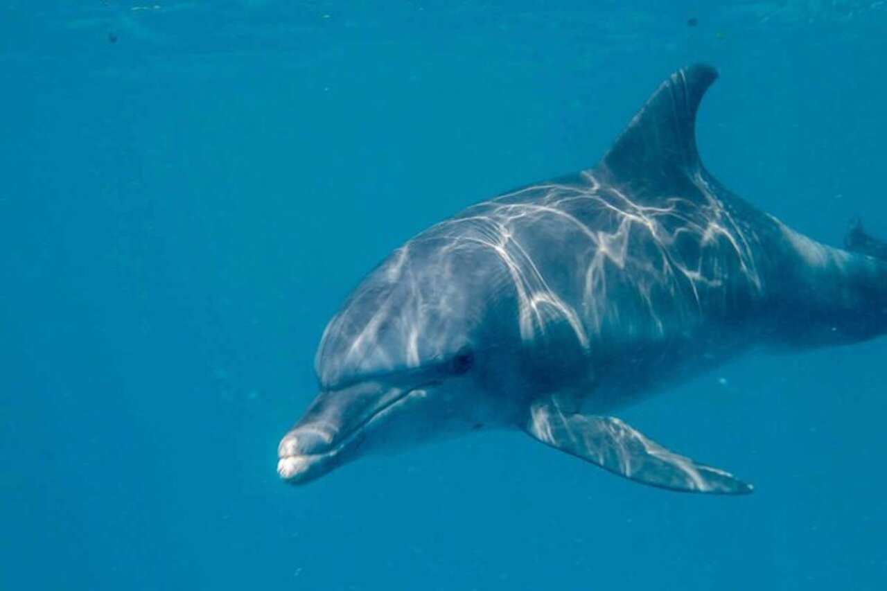 Dolphin close-up underwater