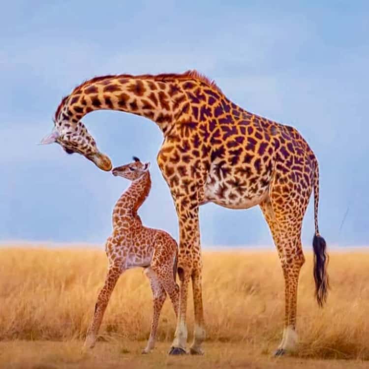Lake Manyara National Park tour