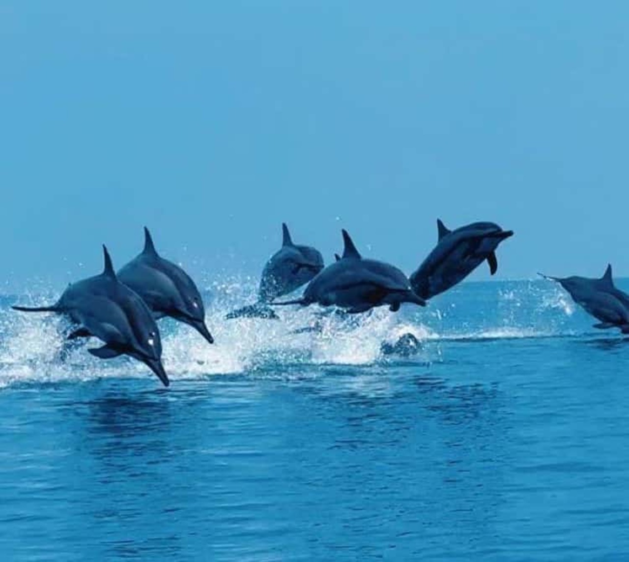 Dolphins leaping in the ocean