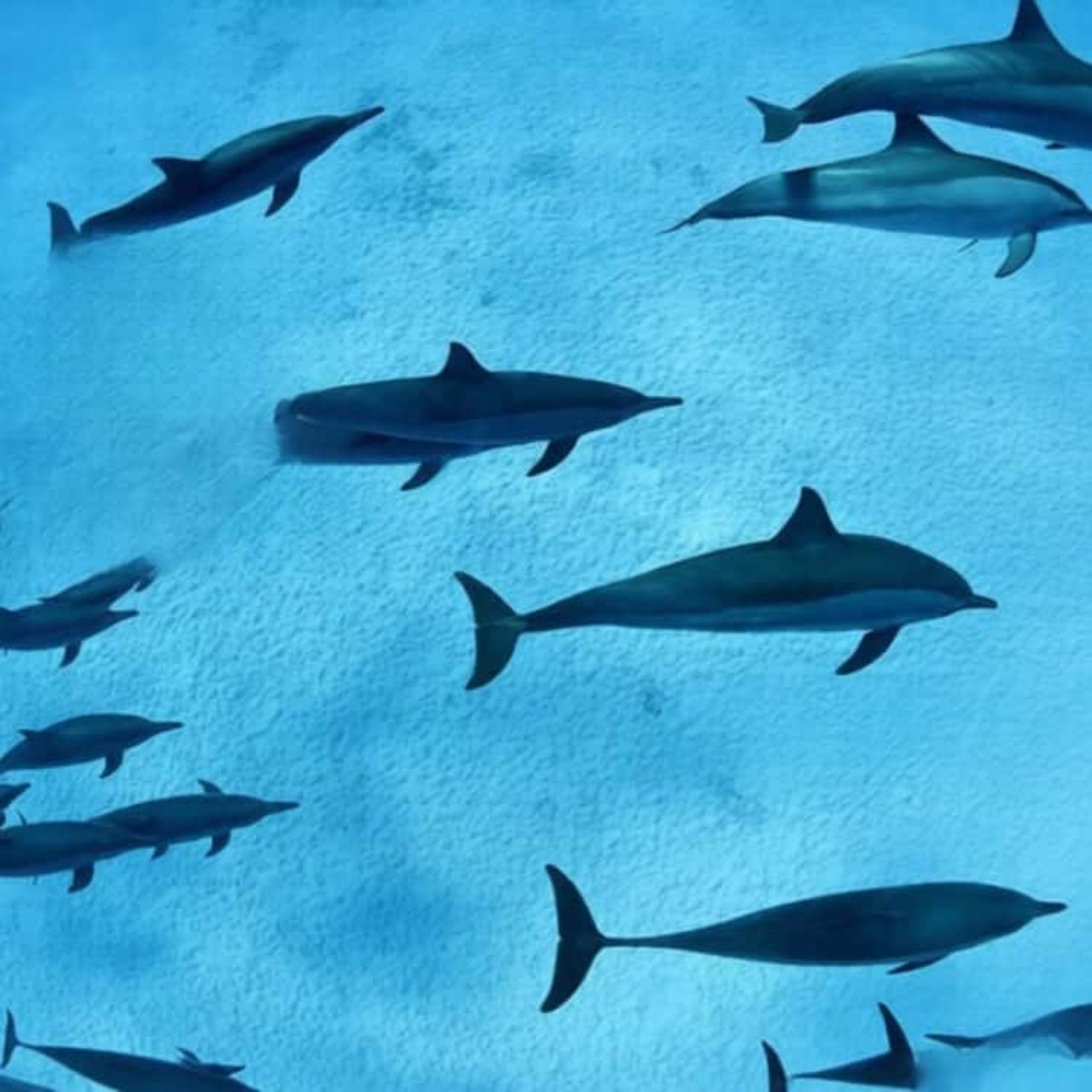 Dolphins over sandy bottom
