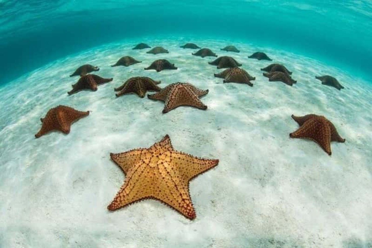 Red starfish array