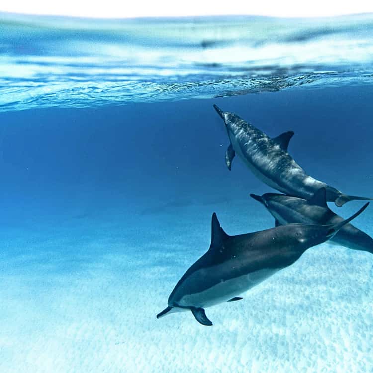 Dolphins in shallow water