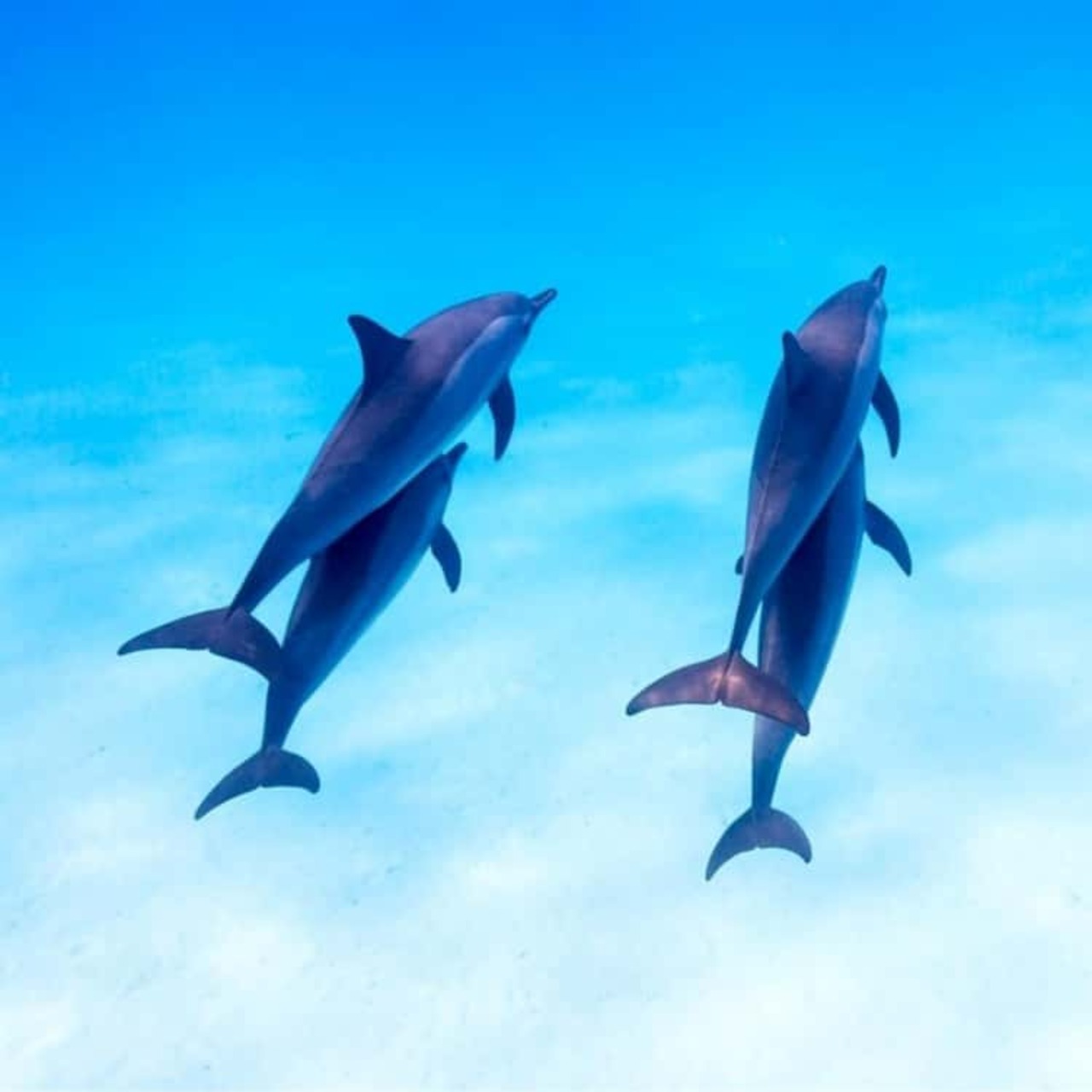 Dolphins swimming vertically
