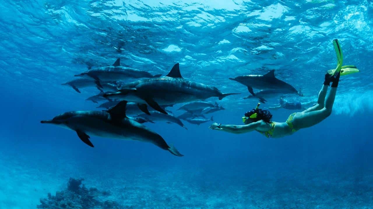 Snorkeling with dolphins