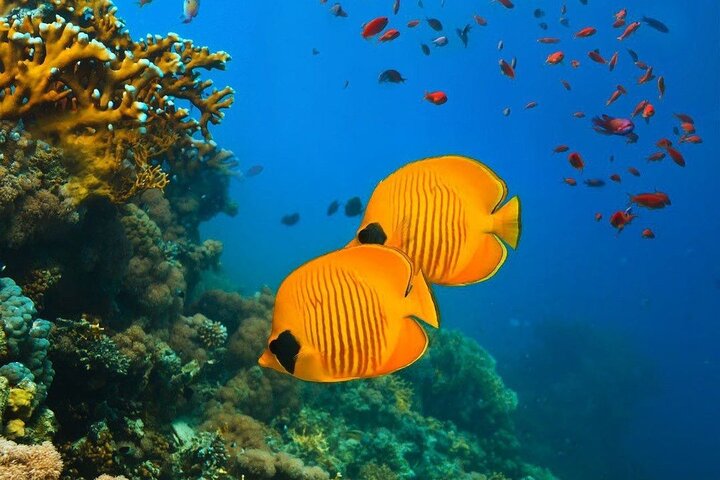Butterflyfish coral reef